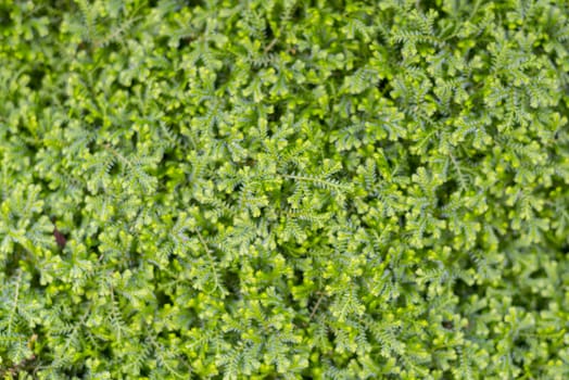 Green Moss texture