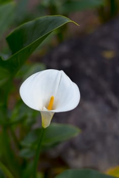 Beautiful white spadix flower