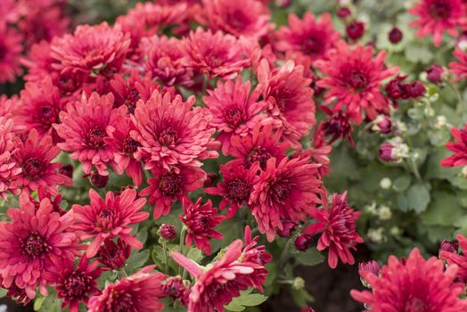 Beautiful Pink Red Chrysanthemums flower background