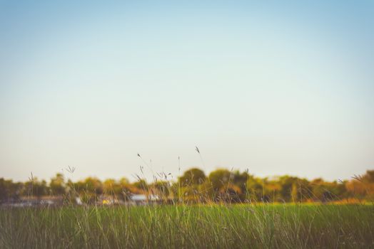 Beautiful  Abstract  Grass flowers on clear sky add vintage color, retro style for background