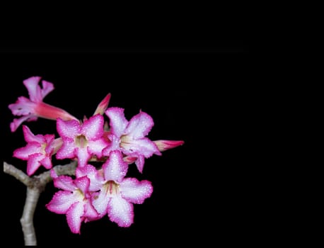 Pink Desert Rose isolated on black background