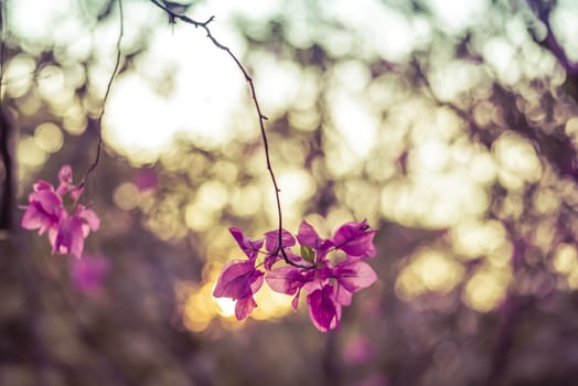 Pink bougainvillea flowers add vintage color