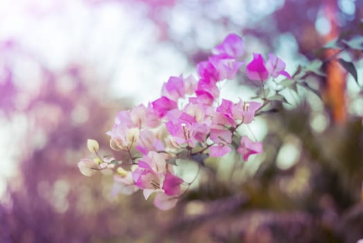 Pink bougainvillea flowers add vintage color