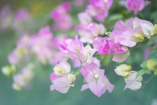 Pink bougainvillea flowers