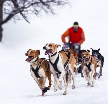 musher dogteam driver and Siberian husky at snow winter competition race in forest