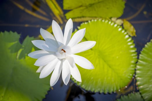 Beautiful white lotus flower