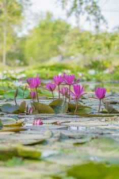 Beautiful lotus flower