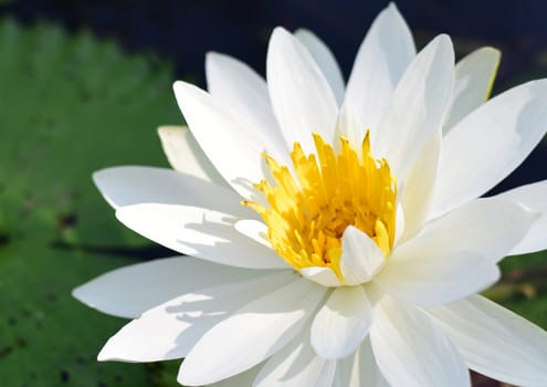 Beautiful white lotus flower