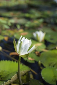 Beautiful lotus flower