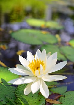 Beautiful lotus flower