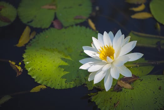 Beautiful lotus flower