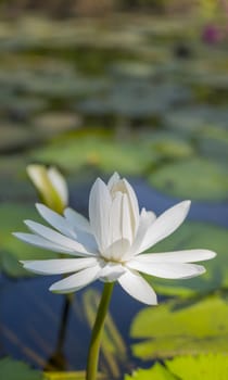 Beautiful lotus flower