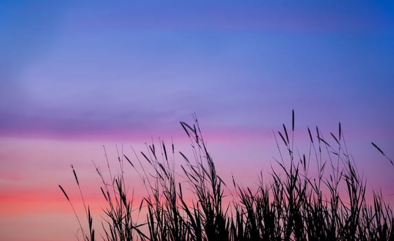 Grass flowers sunset add blue color filter
