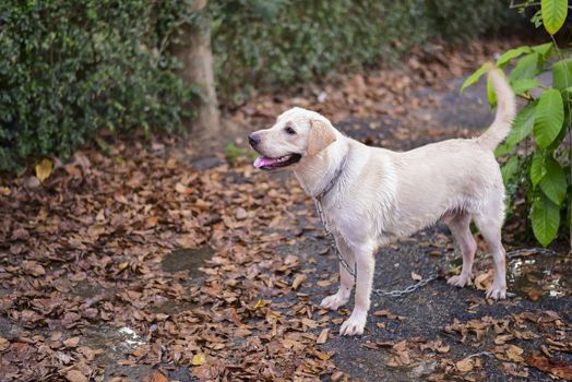 Labrador Retriever dog  playing the water