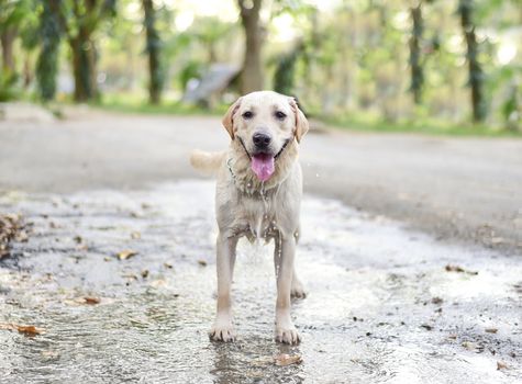 Labrador Retriever dog  playing the water