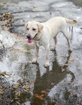 Labrador Retriever dog  playing the water