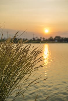 Silhouette grass flower Sunset background