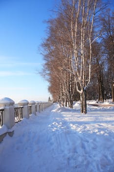 Sunny winter day. Snow path near birch trees in park