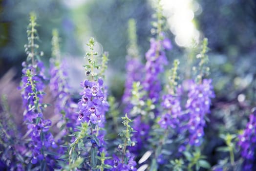 blooming Blue Salvia herbal flowers add blue color filter