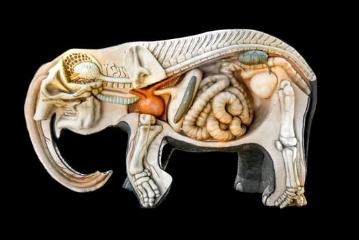 Structure  of Skeleton elephant, entrails mock elephant