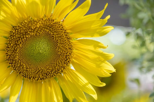 Close-up of sun flower