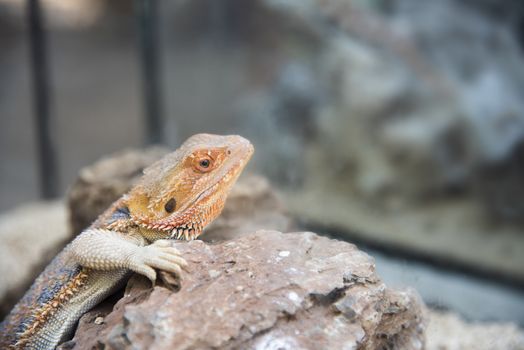 Bearded Dragon Agama Lizard on stone