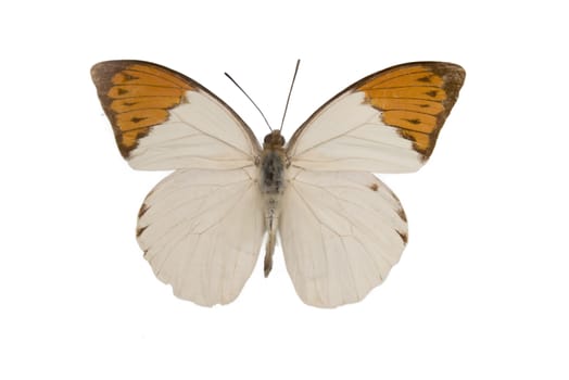 Close up view of the white and orange butterfly