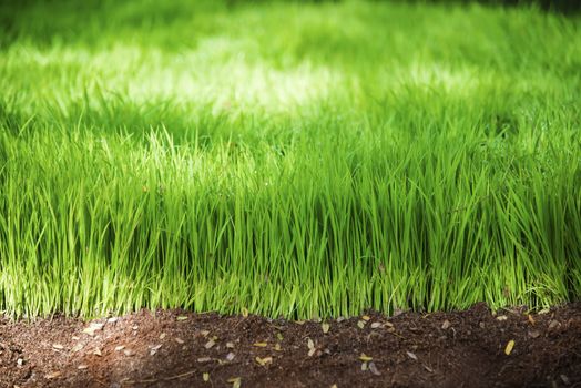 Beautiful Abstract Rice planting for background