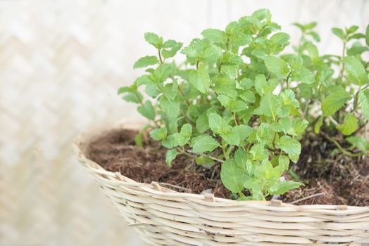 peppermint on bamboo pot