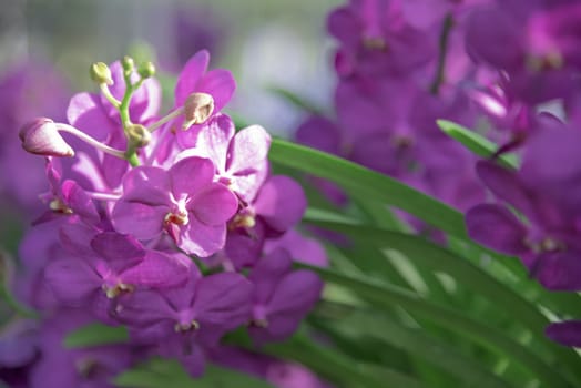 Pink orchid flower