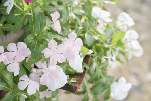 Beautiful pink and white flowers in garden