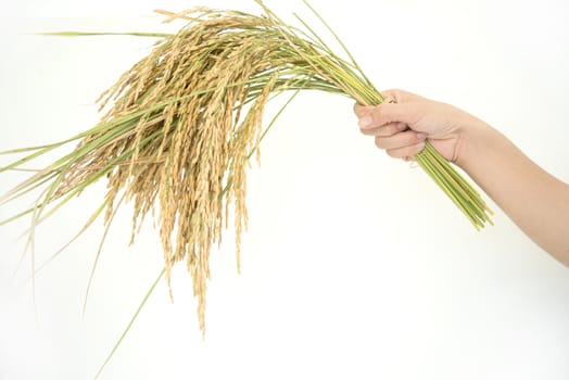 Paddy rice, rice grain yield or Golden rice spikes in hand