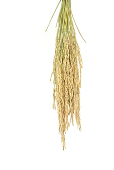 Paddy rice, rice grain yield or Golden rice spikes isolated