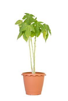 papaya in the plastic pot on white background