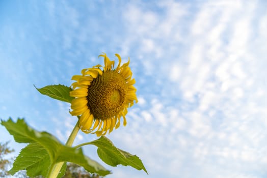 Beautiful Sun flower on blue sky