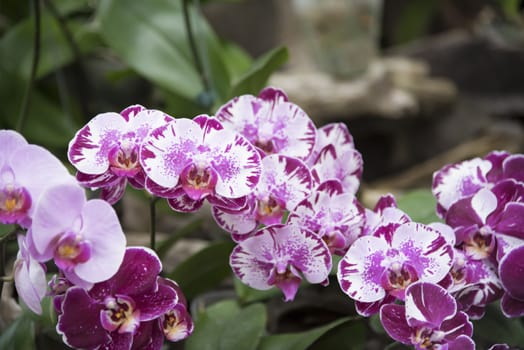 Beautiful purple orchid