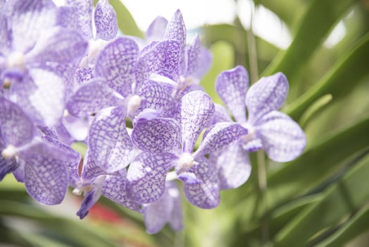 Beautiful purple orchid