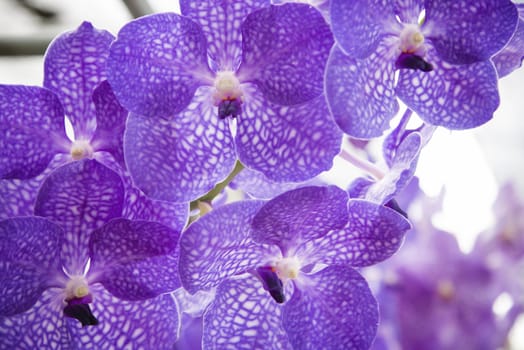 Beautiful purple orchid