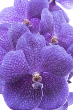 Beautiful purple orchid