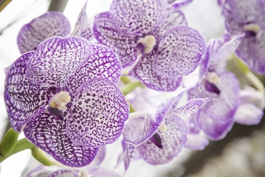 Beautiful purple orchid