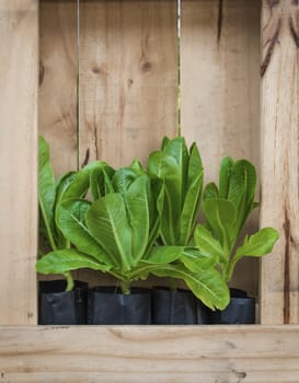 Chinese cabbage on wood