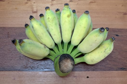 Bunch of cultivated, sugar banana