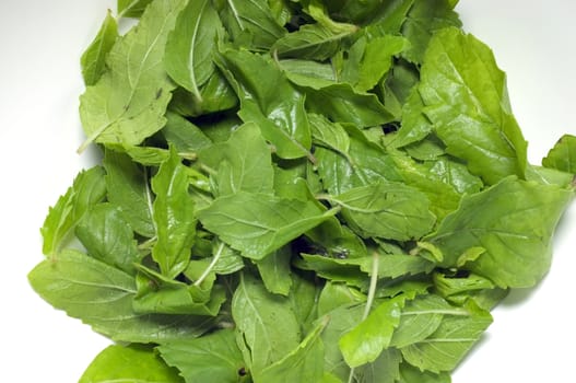 green fresh basil leaves