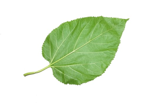 Mulberry leaf isolated on white background