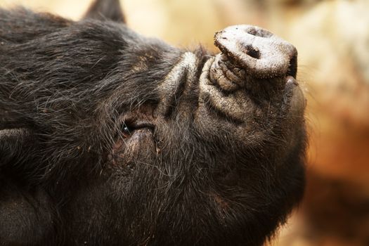 Pig with funny nose at a zoo