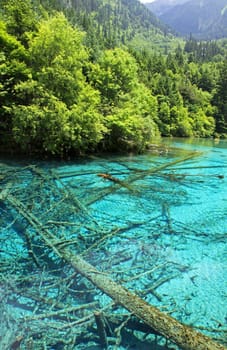 A tree inside a beautiful turkouise "Five Flower Lake" lake in Jiuzhaigou national park in Sichuan, China (protected under UNESCO)