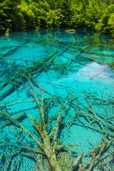 A tree inside a beautiful turkouise "Five Flower Lake" lake in Jiuzhaigou national park in Sichuan, China (protected under UNESCO)