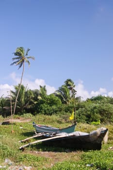 Palm trees and fishing boats on the beach of Goa, India