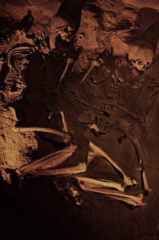 Skull and other human bones in dark tones