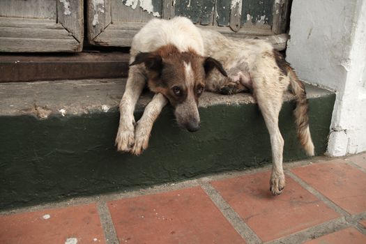 Sad abandoned dog on a street